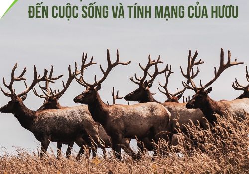 Nhung hươu Altai Sibiri thu hoạch như thế nào?