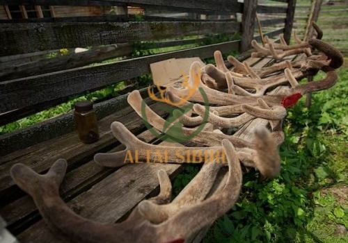 Nhung Hươu Tươi Sibiri Nguyên Chiếc (GIỐNG HƯƠU MARAL)