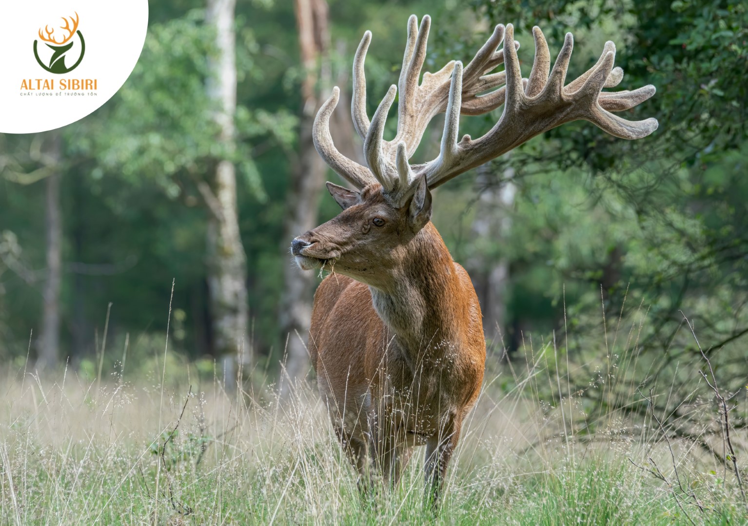 nhung hươu maral nga
