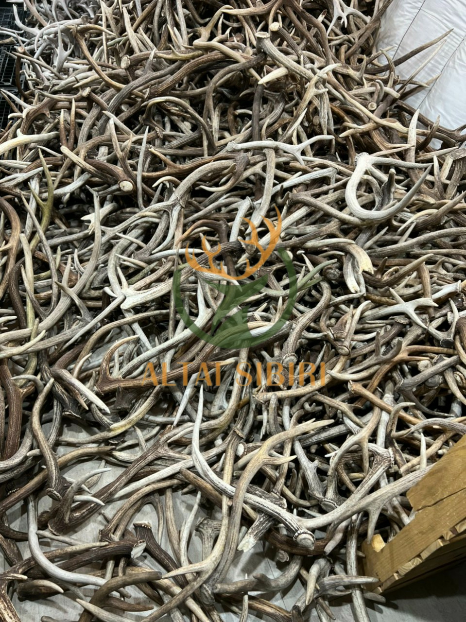 Sừng 3 chi Axis Axis- 3 chi châu Mỹ ( 3 chi Úc)