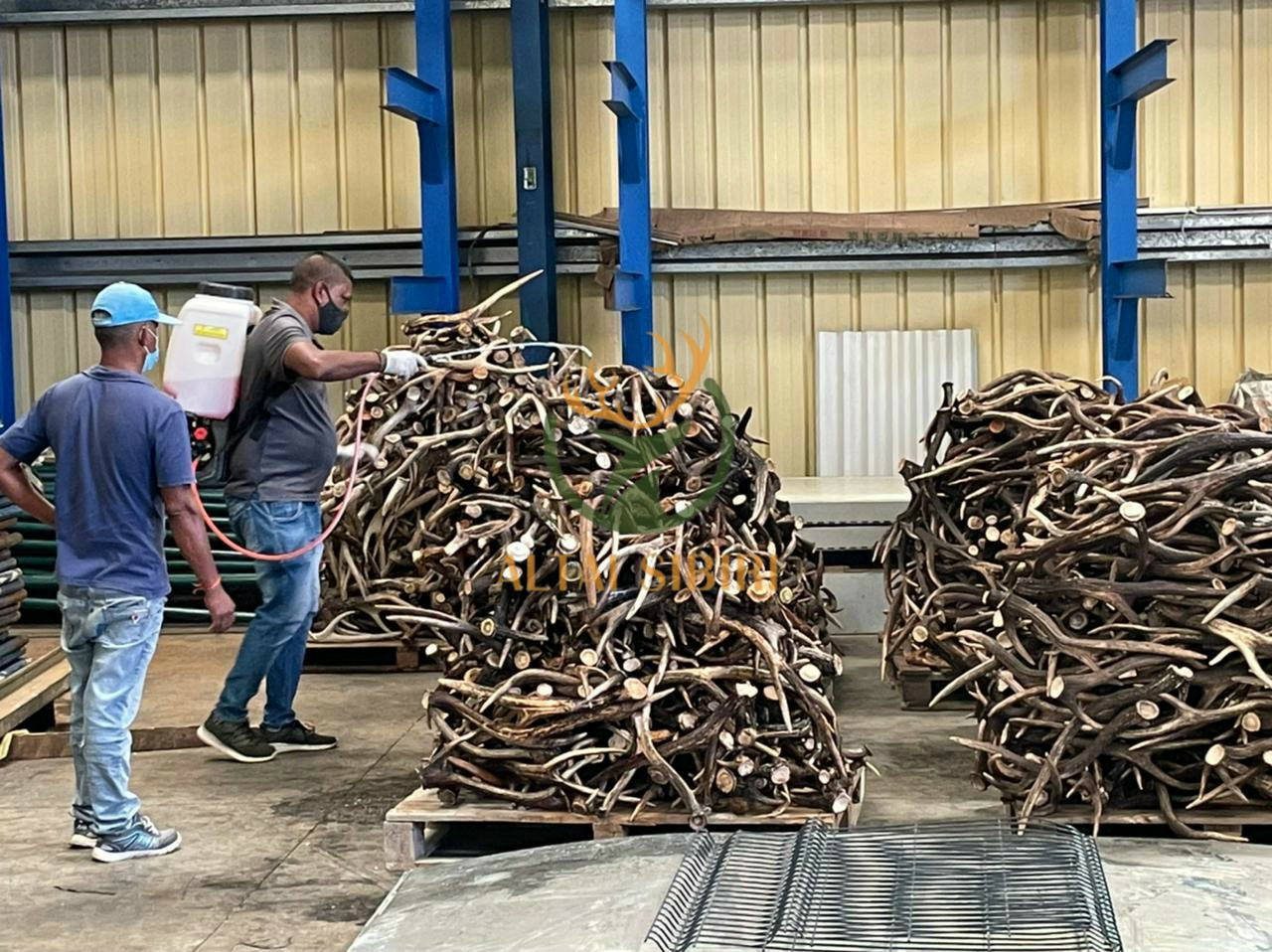 sừng hươu 3 chi 3 (1)