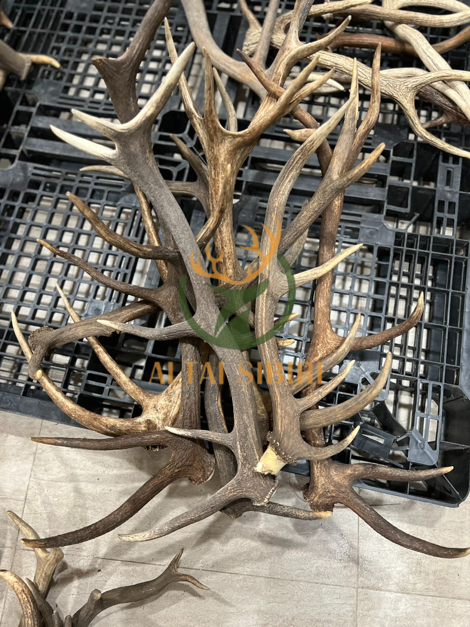 Gạc hươu đỏ hàng sinh- Loại B