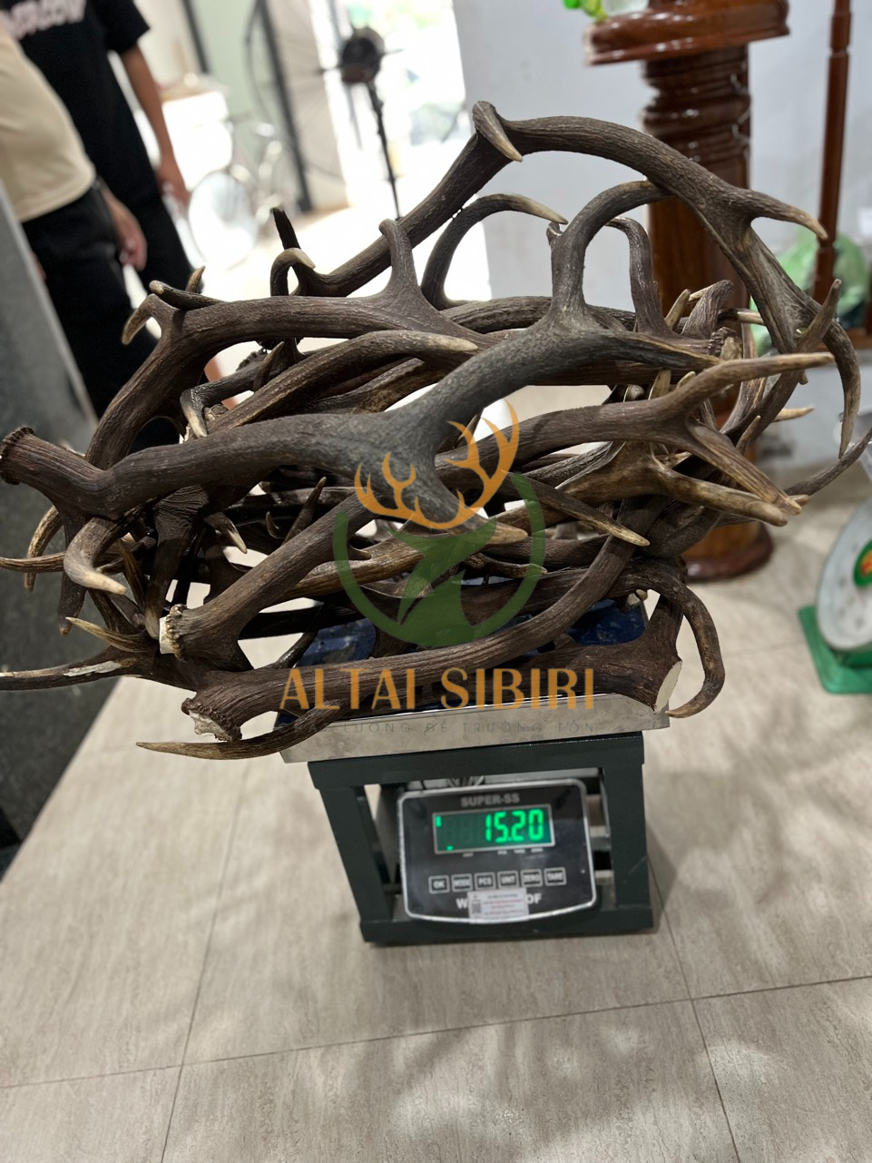 Gạc hươu đỏ hàng rụng- loại B