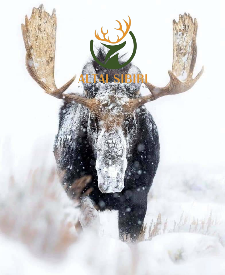 nai sừng tấm (1)